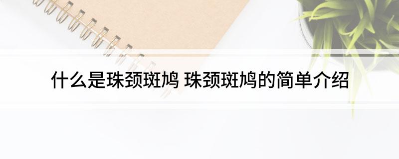 什么是珠颈斑鸠(珠颈斑鸠的简单介绍)