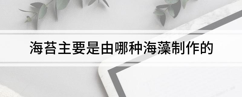 海苔主要是由哪种海藻制作的