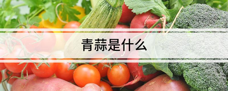 青蒜是什么
