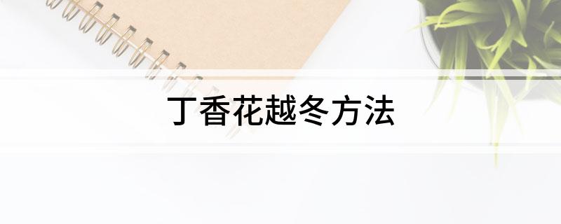 丁香花越冬方法