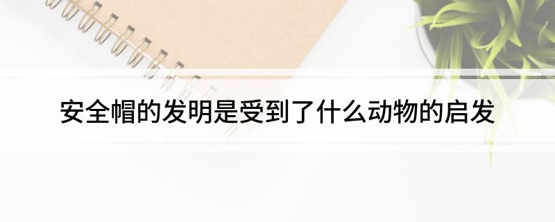 安全帽的发明是受到了什么动物的启发