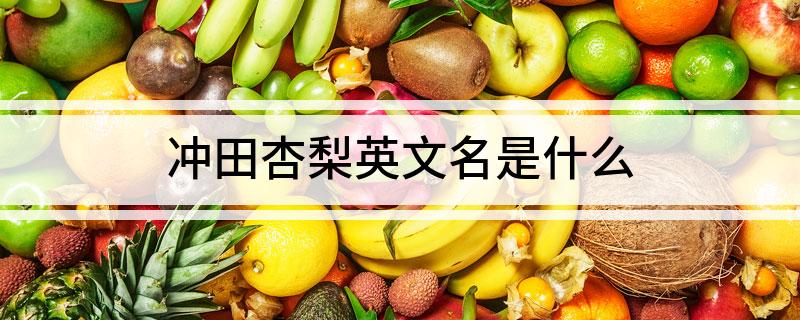 冲田杏梨英文名是什么