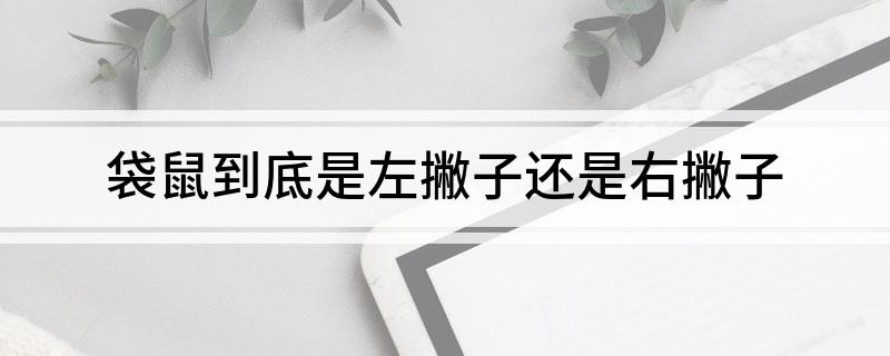 袋鼠到底是左撇子还是右撇子