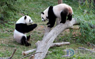 食铁兽之称的是什么动物