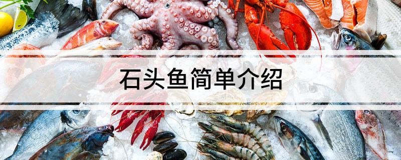 石头鱼简单介绍