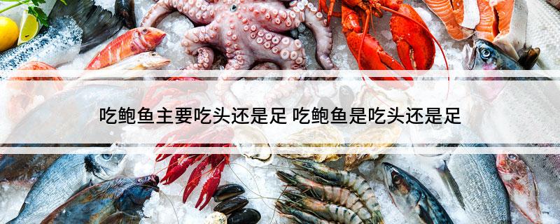 吃鲍鱼主要吃头还是足(吃鲍鱼是吃头还是足)