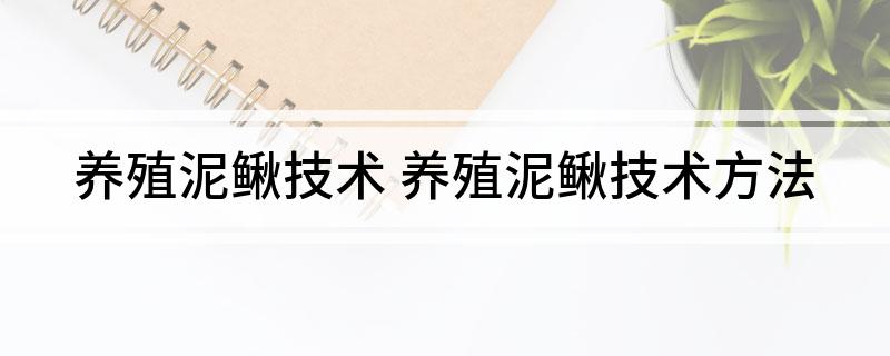 养殖泥鳅技术(养殖泥鳅技术方法)
