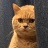 橘猫表情包下载 全套下载