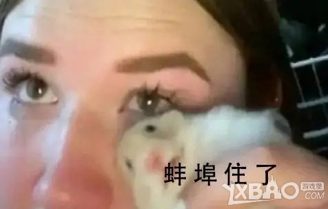 蚌埠住了梗介绍
