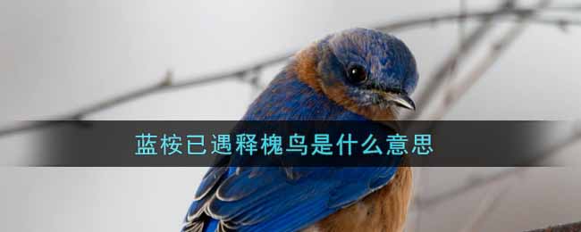 蓝桉已遇释槐鸟是什么意思(蓝桉已遇释槐鸟意思