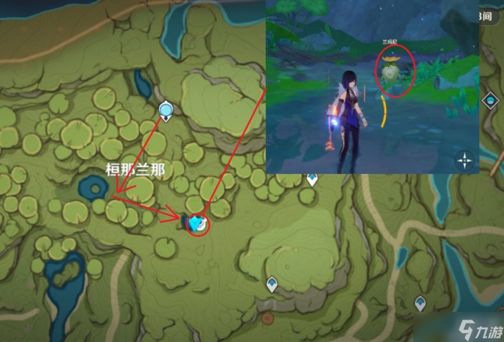 原神3.1须弥特产劫波莲怎么快速获得-劫波莲速刷位置路线攻略