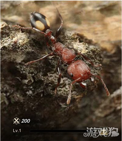 小小蚁国斑点切叶蚁技能详细介绍
