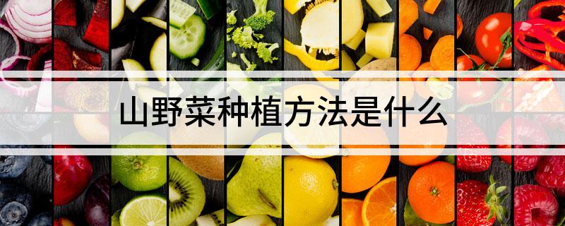 山野菜种植方法是什么?