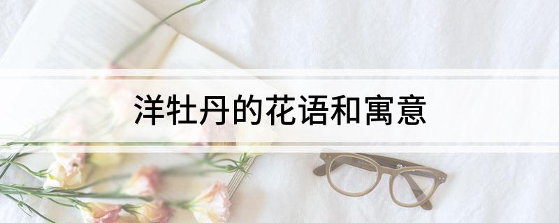 洋牡丹的花语和寓意