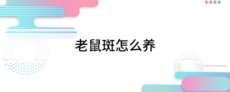 老鼠斑怎么养?