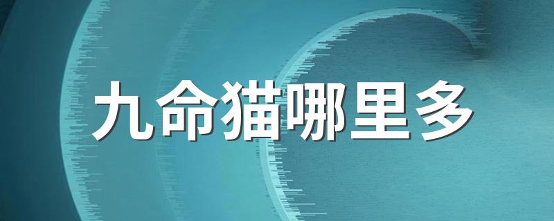 哪里的九命猫多_九命猫哪里多