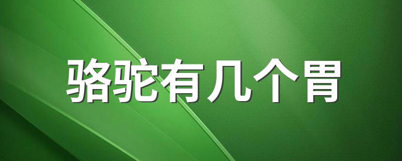 有3个胃_骆驼有几个胃