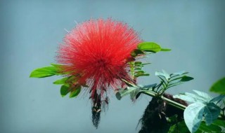 绒花是什么花(绒花是哪种花)