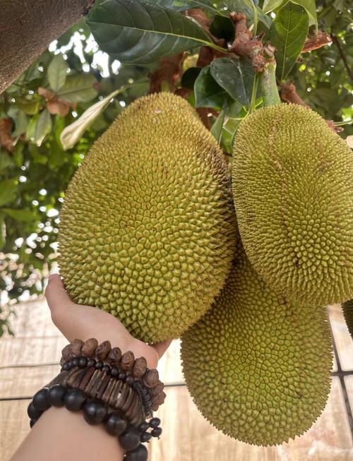 菠萝蜜视频安卓版截图1