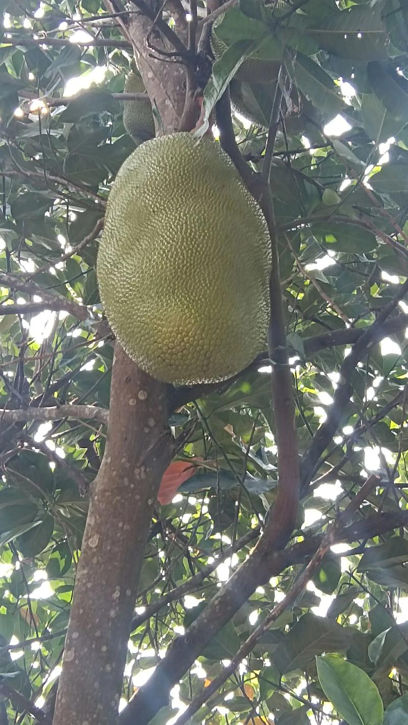 菠萝蜜视频免费版截图1