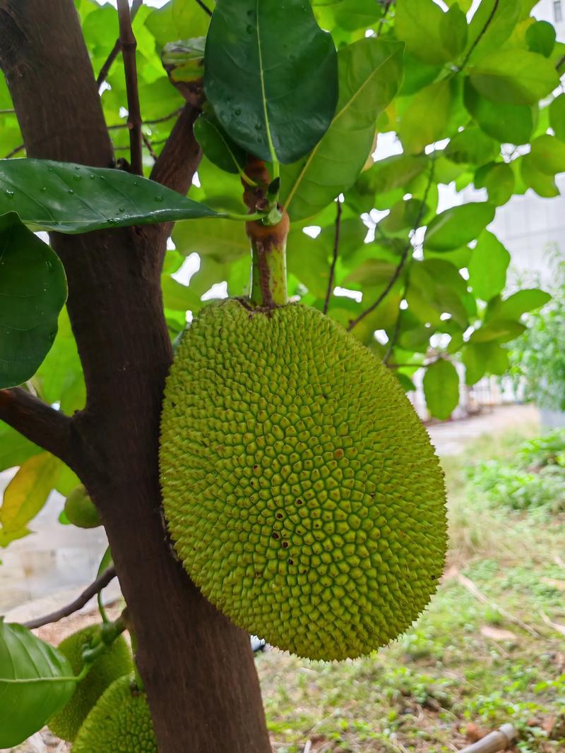 菠萝蜜视频免费版截图3