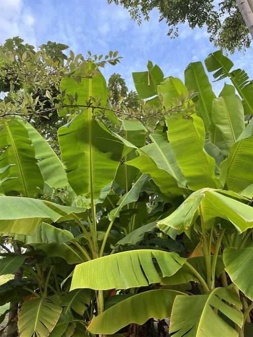 芭蕉视频最新版截图1