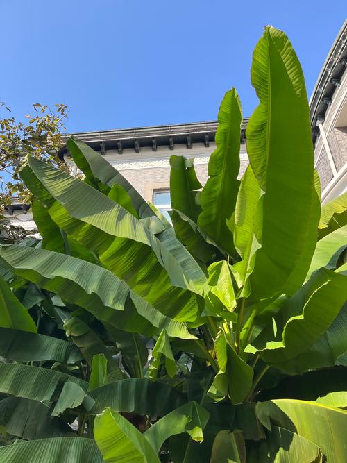 芭蕉视频最新版截图2