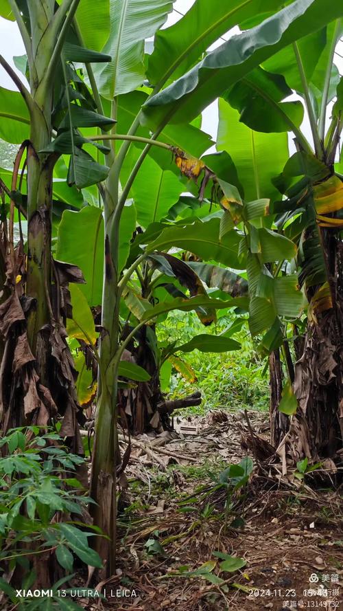 芭蕉视频最新版截图3