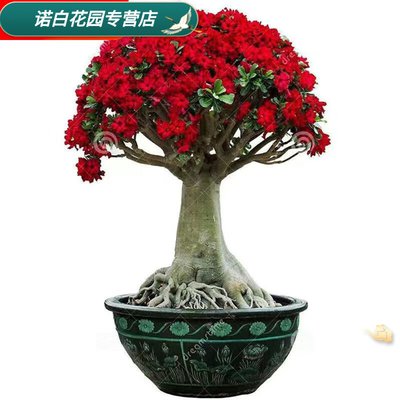 红色沙漠送礼花盆怎么获得