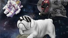 doggy币在哪里挖矿(doggy币挖矿教程)